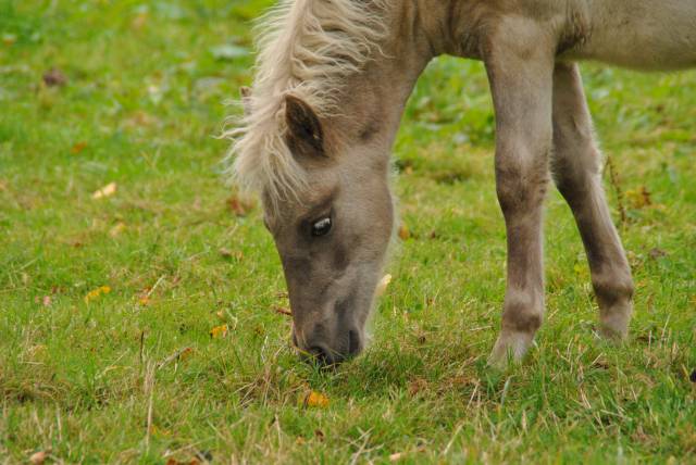 Colt Shetland Pony For sale 2025 Silver dapple