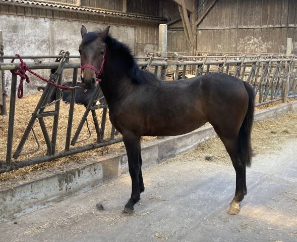 Mare French Saddle Pony For sale 2024 Bay