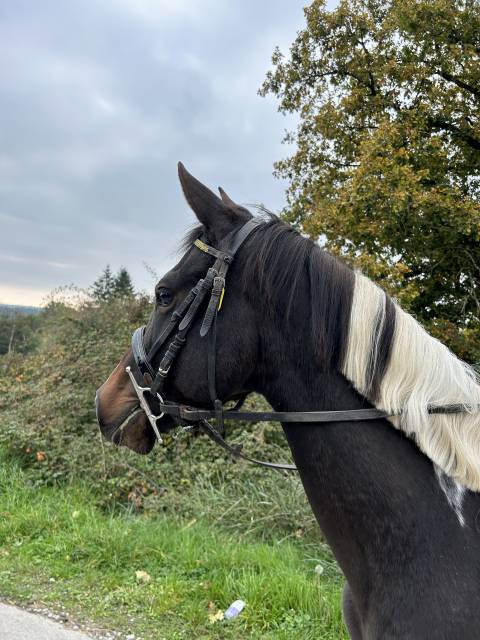 Mare No Origin Recorded For sale 2021 Coloured