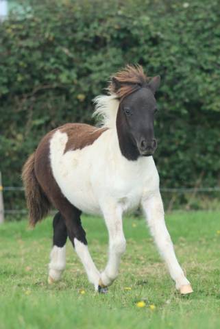 Filly Shetland Pony For sale 2025 Coloured