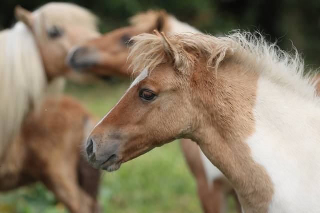 Filly Shetland Pony For sale 2025 Dun
