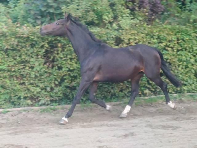 Mare BWP Belgian Warmblood For sale 2009 Bay