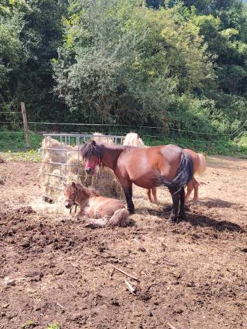 Broodmare No Origin Recorded For sale 2013 Dark Bay