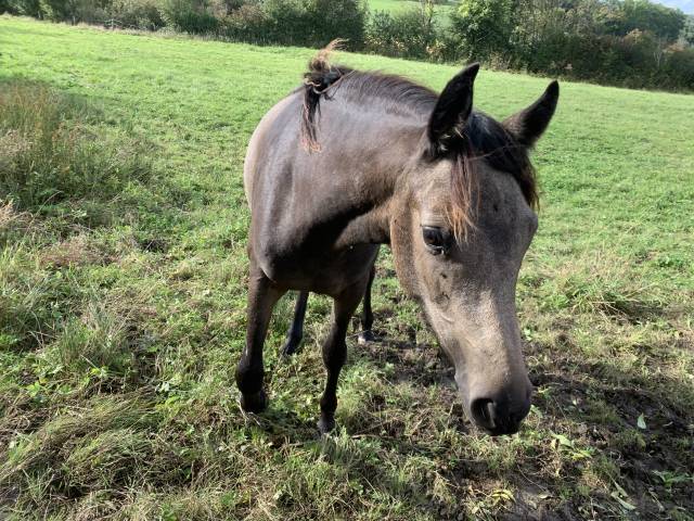 Mare Connemara For sale 2024 Buckskin