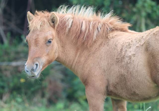Filly Shetland Pony For sale 2025 Dun