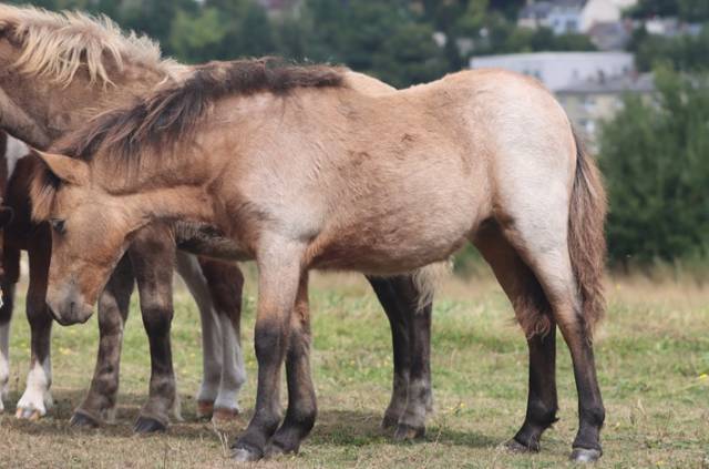 Filly Shetland Pony For sale 2025 Buckskin