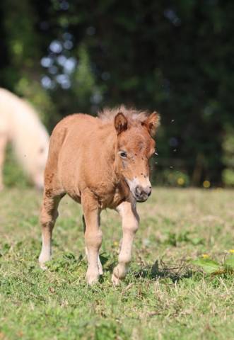 Filly Shetland Pony For sale 2025 Other color