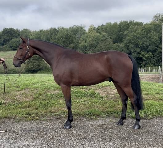 Gelding Zangersheide For sale 2021 Dark Bay