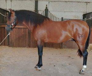 Entire PRE Pure Spanish Bred For sale 2022 Bay