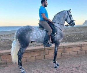 Gelding PRE Pure Spanish Bred For sale 2021 Grey