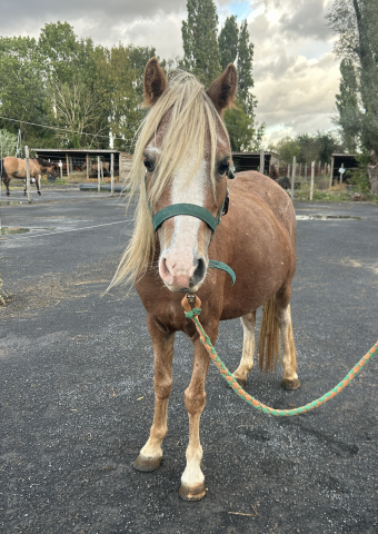 Mare Welsh Pony (Section A) For sale 2021 Silver dapple