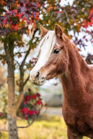 Mare Welsh Pony (Section A) For sale 2021 Silver dapple