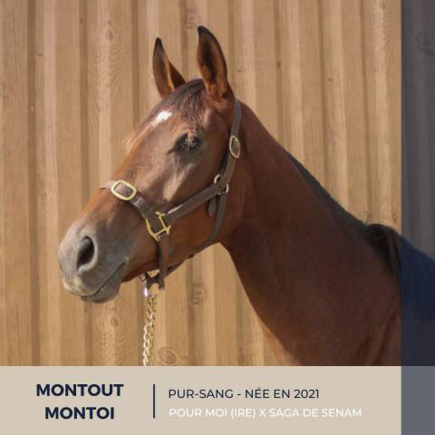 Mare Thoroughbred For sale 2021 Bay