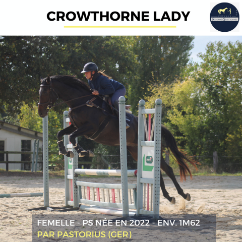 Mare Thoroughbred For sale 2022 Dark Bay