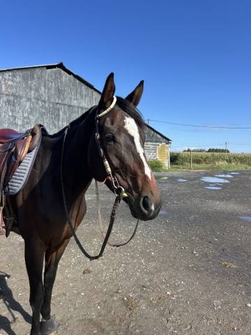Mare English Thoroughbred For sale 2020 Dark Bay