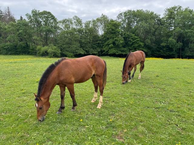 Gelding Franche-Montagne For sale 2024 Bay