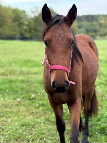 Filly No Origin Recorded For sale 2023 Bay