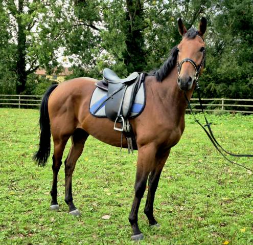 Gelding English Thoroughbred For sale 2022 Bay