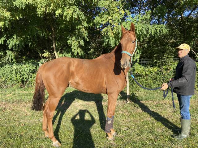 Gelding Thoroughbred For sale 2020 Chesnut