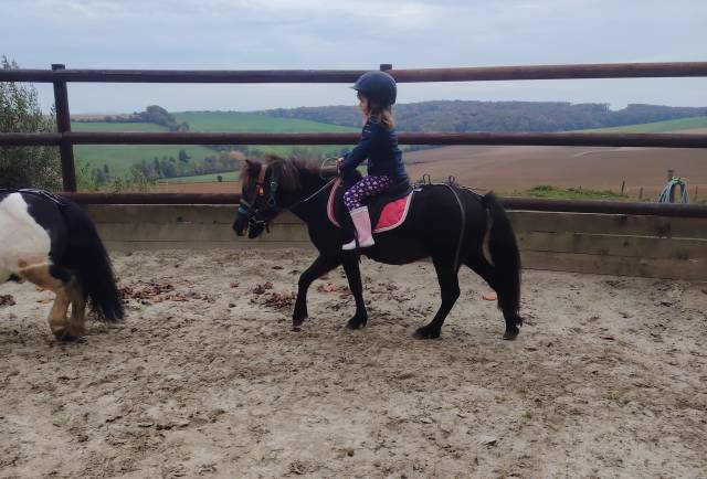 Gelding No Origin Recorded For sale 2022 Black