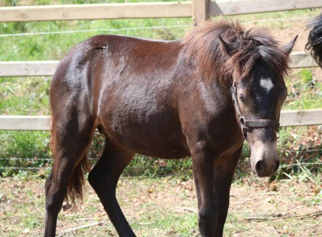 Colt Connemara For sale 2025 Buckskin