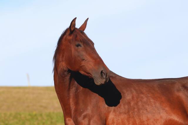Broodmare PRE Pure Spanish Bred For sale 2012 Dark Bay