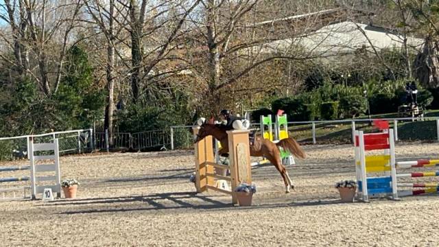 Mare Other Pony Breed For sale 2015 Chesnut