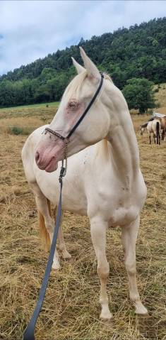 Mare Akhal Teke For sale 2021 Cremello