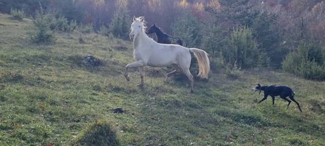 Mare Akhal Teke For sale 2021 Cremello