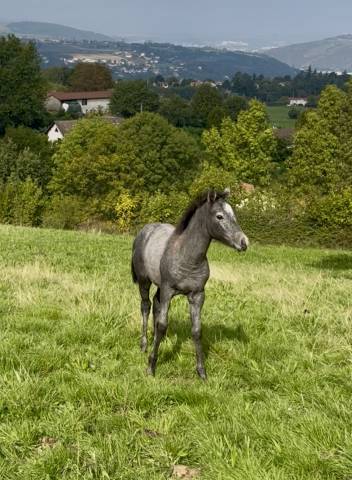Colt Connemara For sale 2025 Grey