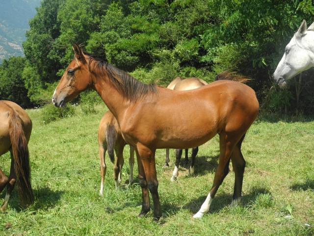 Filly Akhal Teke For sale 2024 Bay