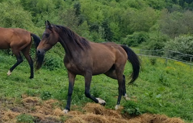 Mare Origin Recorded For sale 2021 Dark Bay