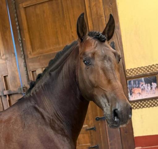 Entire PRE Pure Spanish Bred For sale 2020 Bay