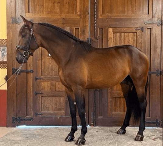 Entire PRE Pure Spanish Bred For sale 2020 Bay