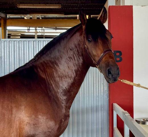 Entire PRE Pure Spanish Bred For sale 2020 Bay