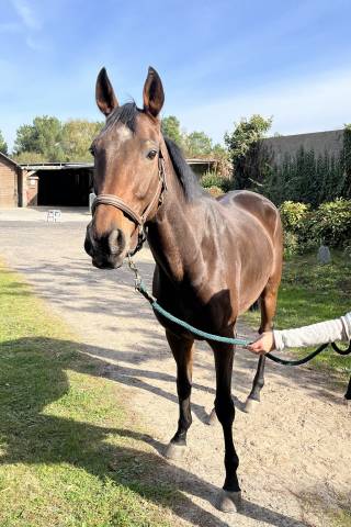 Gelding AQPS For sale 2017 Bay