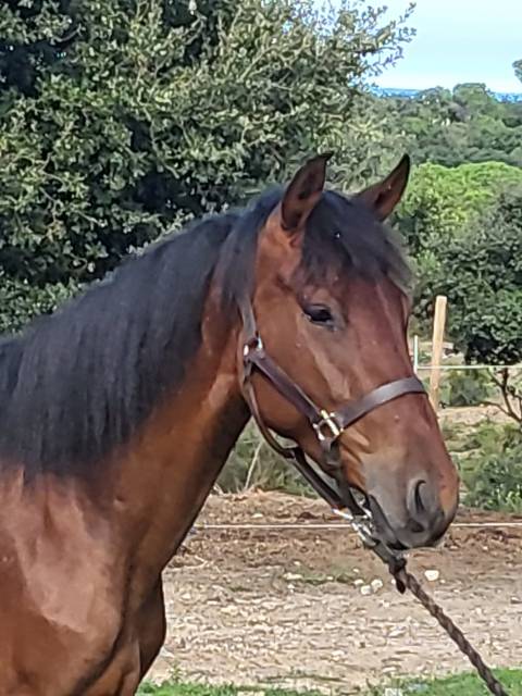 Filly PRE Pure Spanish Bred For sale 2023 Bay