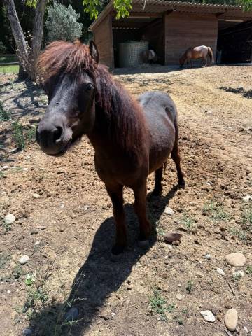 Colt Shetland Pony For sale 2024 Black