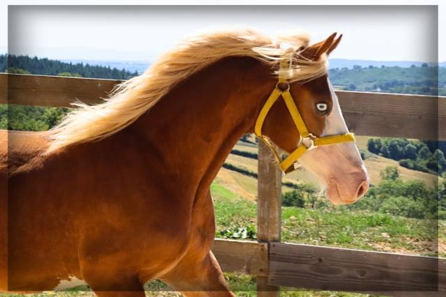 Entire Welsh Pony (Section D), Welsh Cob For sale 2024 Chesnut