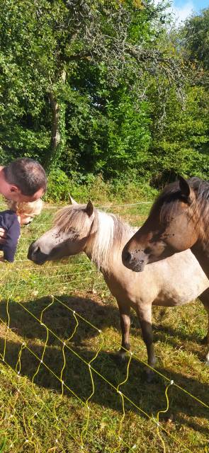 Filly Origin Recorded For sale 2025 Coloured