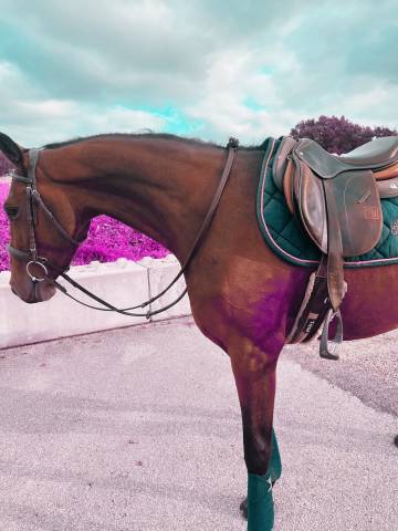 Mare Selle Français For sale 2022 Bay