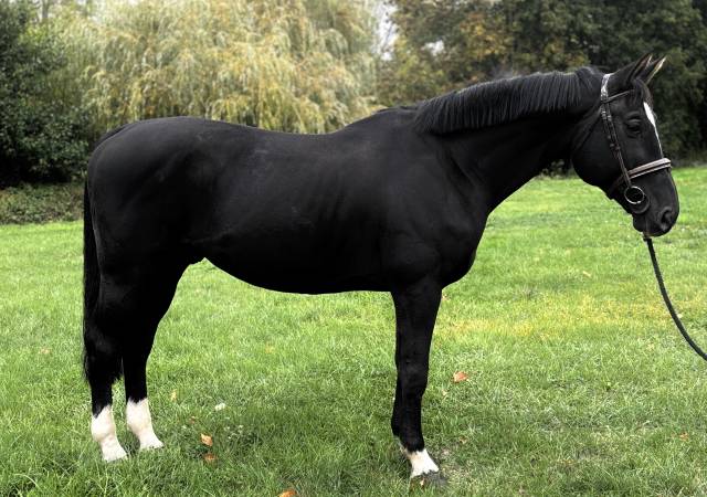 Gelding Zangersheide For sale 2017 Black