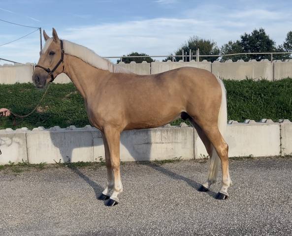 Gelding Irish Sport Horse For sale 2022 Palomino