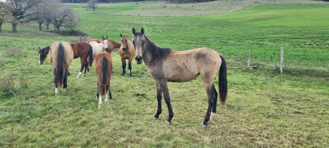 Filly Akhal Teke For sale 2024 Other color
