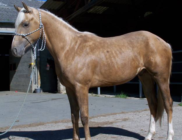 Entire Paint For sale 2023 Palomino