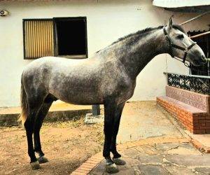Entire PRE Pure Spanish Bred For sale 2021 Grey