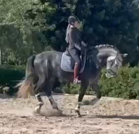 Entire PRE Pure Spanish Bred For sale 2021 Grey