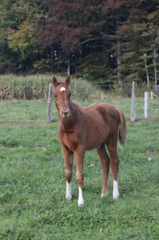 Mare Zangersheide For sale 2025 Chesnut