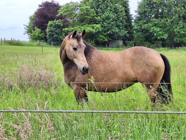 Mare Unkown Horse Breed For sale 2012 Buckskin