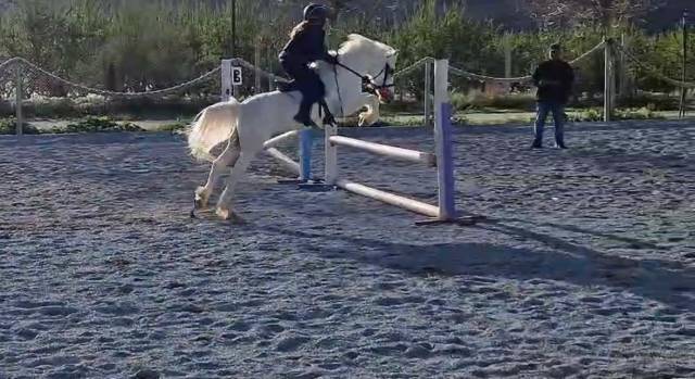 Gelding British Riding Pony For sale 2016 Grey